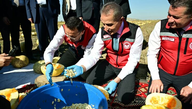 Nevşehir’de Kabak Çekirdeği Hasadı Başladı