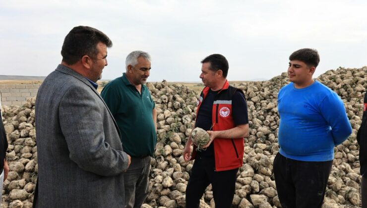 Nevşehir’de 388 Bin Tonu Aşan Şeker Pancarı Hasadı Sürüyor